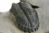 Spiny Walliserops Hammi Trilobite With Hollardops & Morocops #355819-10